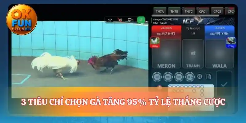 Cách nhìn thấu một thần kê đá gà cựa sắt