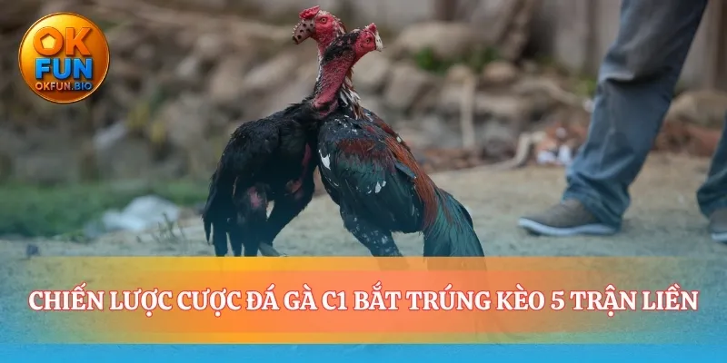 Chuyển từ may rủi sang phân tích kèo đá gà đòn C1