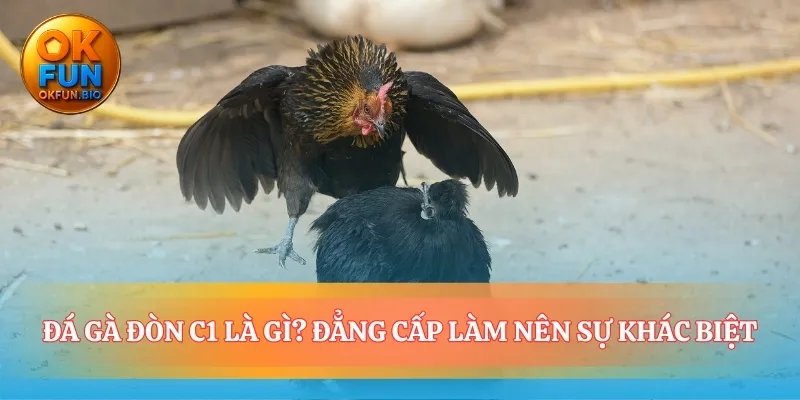 Nơi trận đấu gà trở thành cuộc đấu trí đỉnh cao