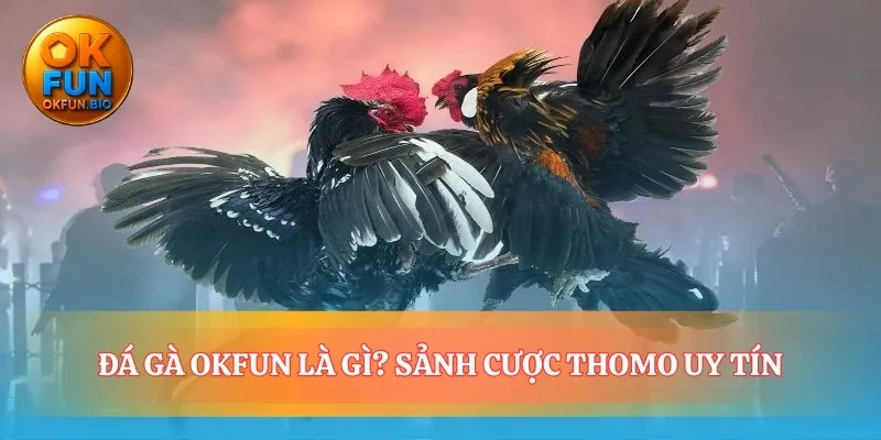 Nơi niềm tin và đam mê chọi gà hội tụ
