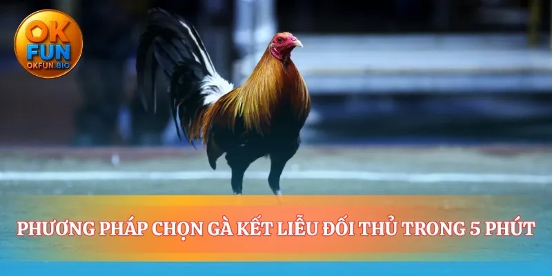 Phán đoán chiến kê mạnh trong môn đá gà cựa dao