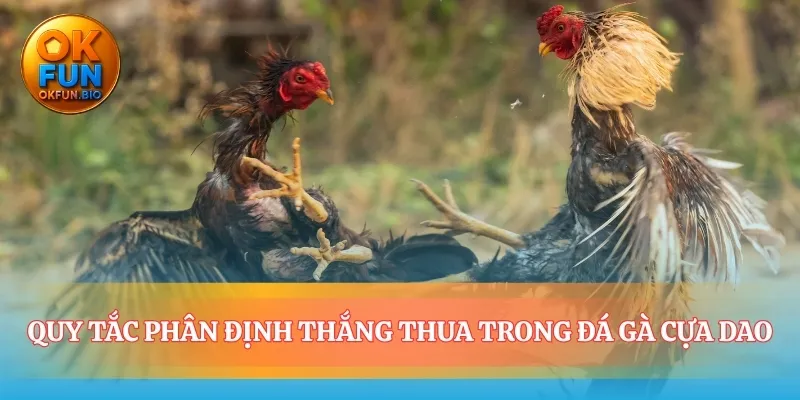Quy tắc dứt khoát trong mỗi trận đá gà cựa dao